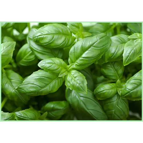 Horeca Pack Basil Kg