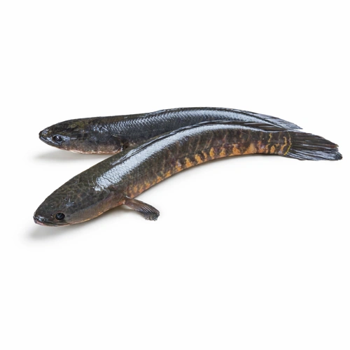 FRESH RIVER SOLE WHOLE (PER KG)